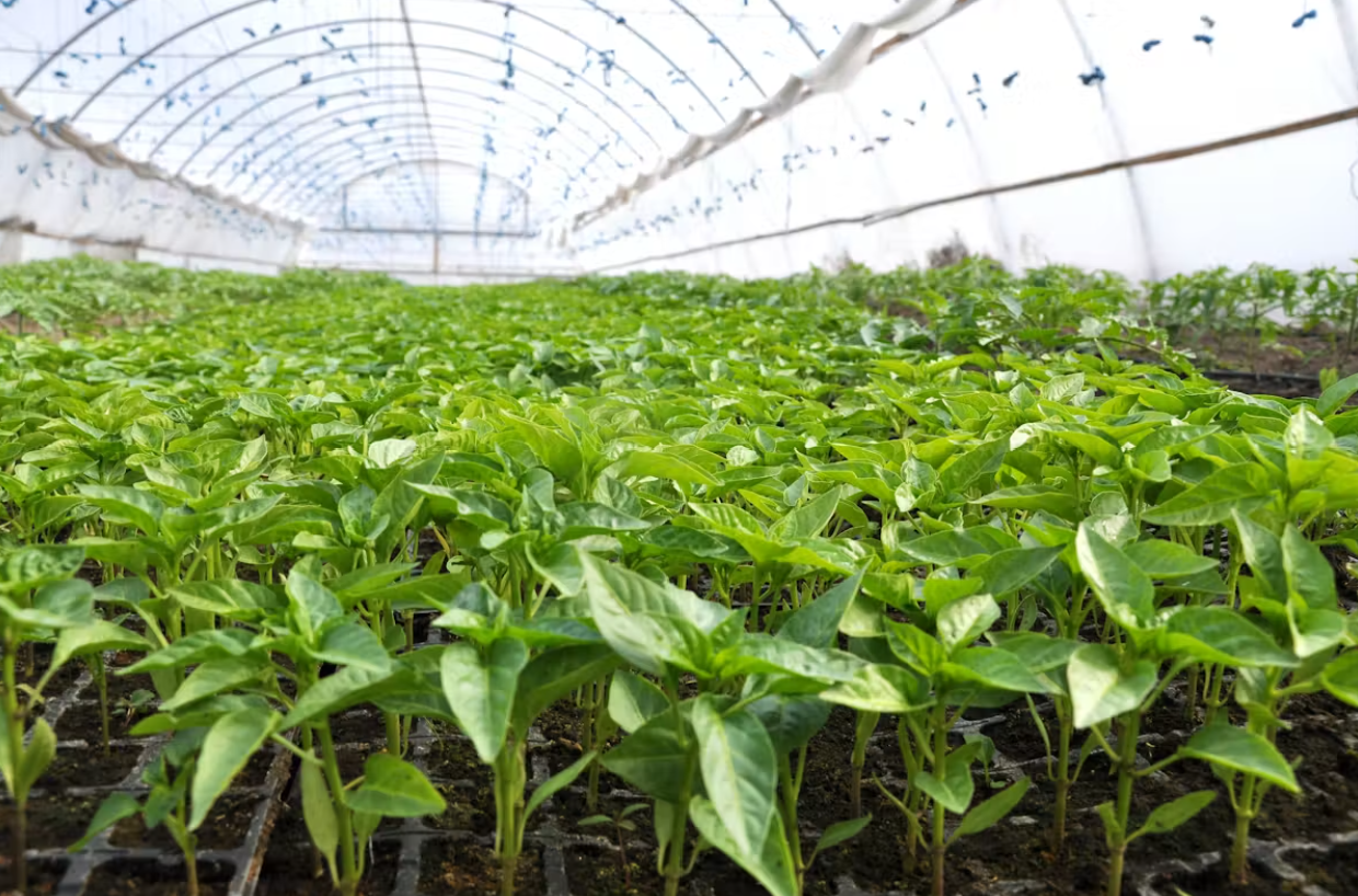 Food Produce Growing in industrial green house
