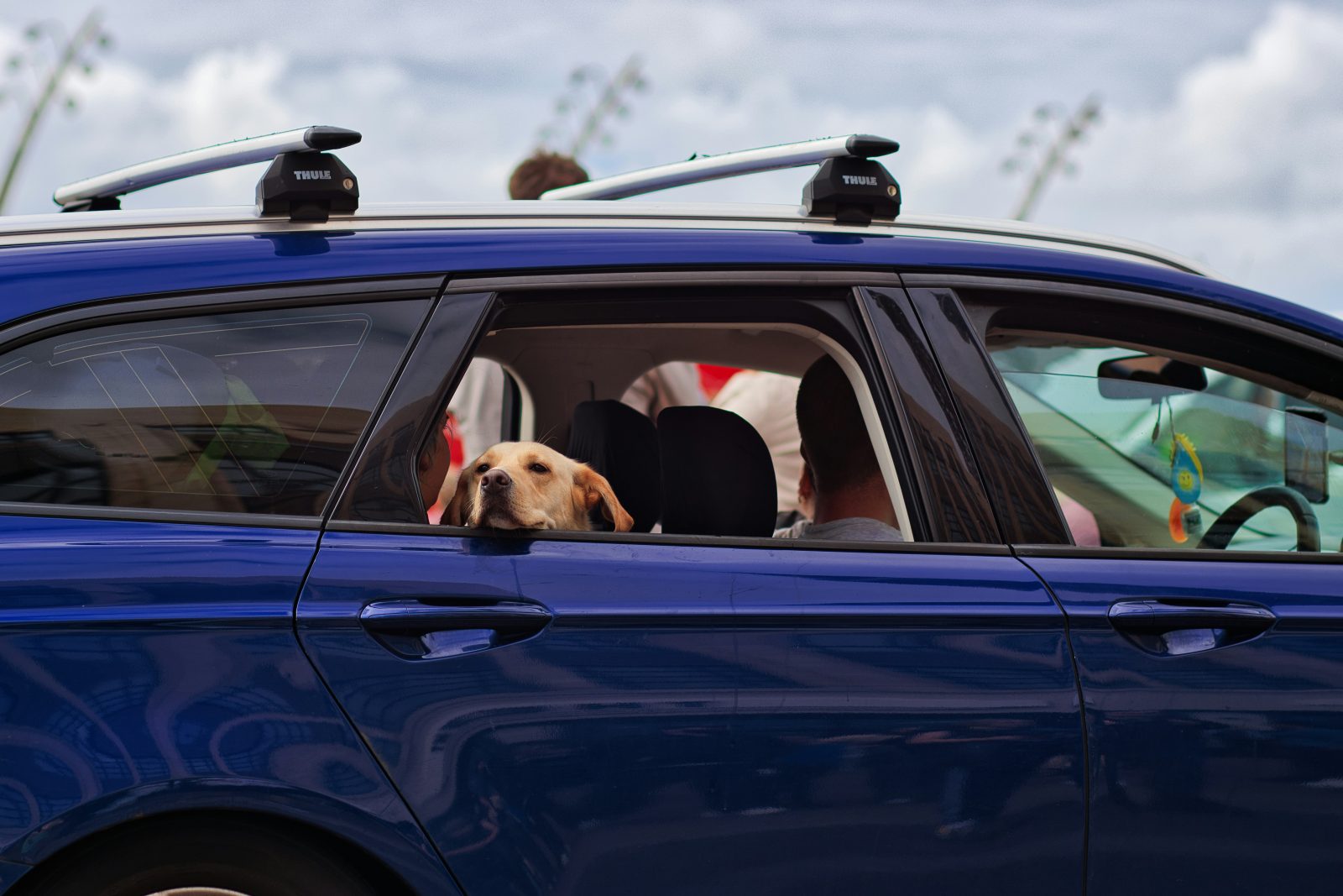 Dog looking out of car window