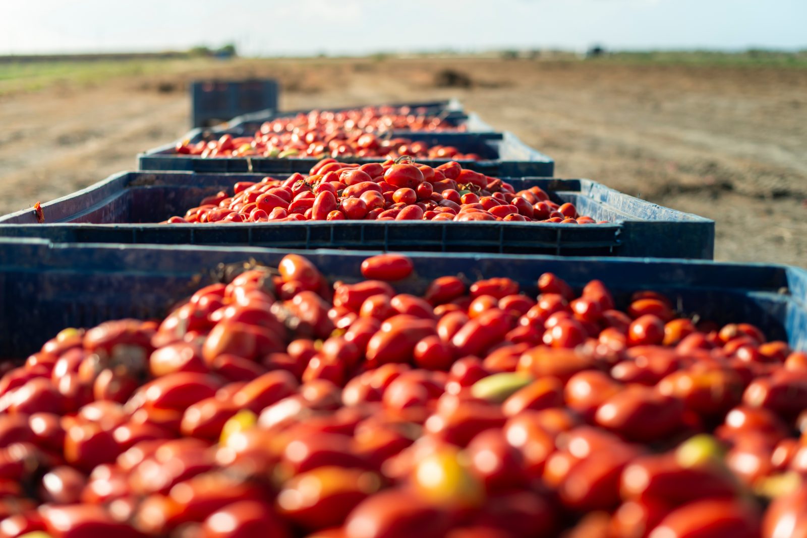 Food Miles: How Far Will You Go to Reach Net Zero?
